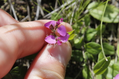 Polygala ohlendorfiana