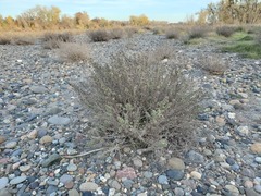 Heterotheca oregona compacta