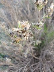 Heterotheca oregona compacta