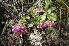 Polygala ohlendorfiana