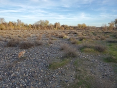 Heterotheca oregona compacta