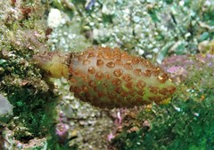 Euclavella claviformis