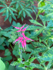 Euphorbia tithymaloides image