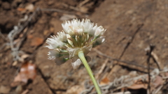 Allium amplectens