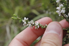 Erica caffrorum
