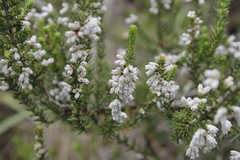 Erica caffrorum