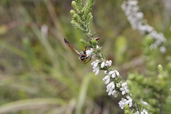 Erica caffrorum