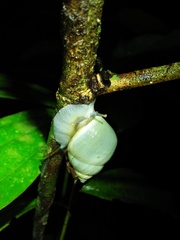 Amphidromus palaceus