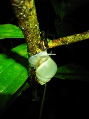 Amphidromus palaceus