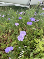 Convolvulus sabatius