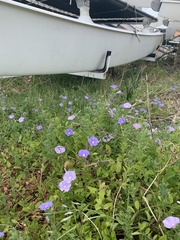 Convolvulus sabatius