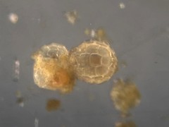 Favulina squamosa