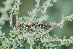 Camphorosmeae