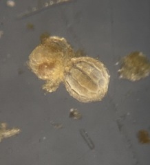 Favulina squamosa