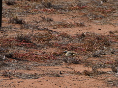 Ptilotula keartlandi