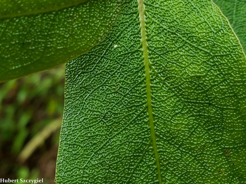 Diospyros hillebrandii