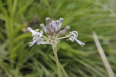 Drimia sphaerocephala