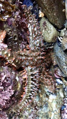 Astrometis sertulifera