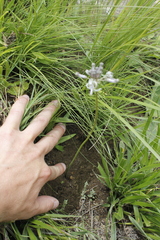 Drimia sphaerocephala
