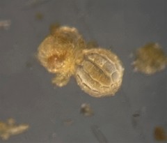 Favulina squamosa