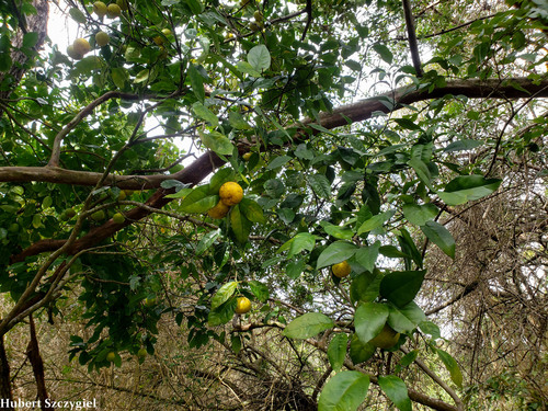 Citrus aurantium, 2021-12-28