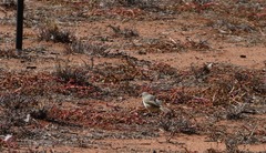 Ptilotula keartlandi