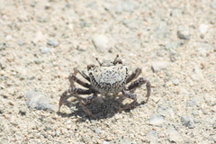 Paraleptuca crassipes