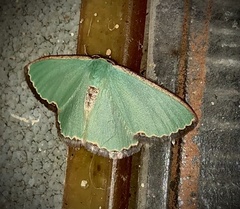 Heterorachis devocata