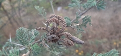 Vachellia eburnea