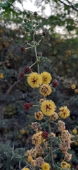 Vachellia eburnea
