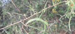 Vachellia eburnea