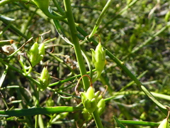 Eremophila polyclada