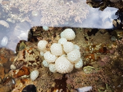 Eudistoma elongatum