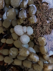 Eudistoma elongatum