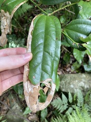 Ripogonum discolor