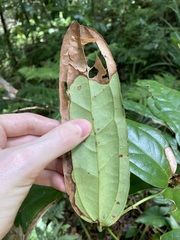 Ripogonum discolor