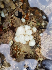 Eudistoma elongatum