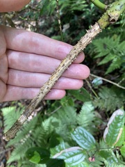 Ripogonum discolor