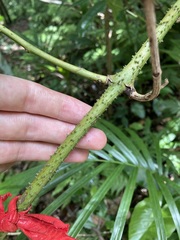 Ripogonum discolor