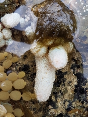 Eudistoma elongatum