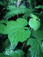Begonia multangula