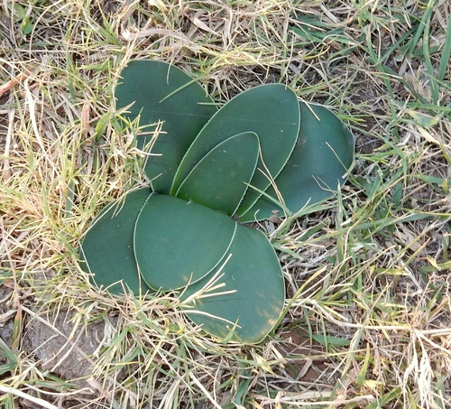 Brunsvigia gregaria