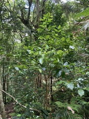 Ripogonum discolor