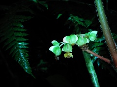 Begonia multangula