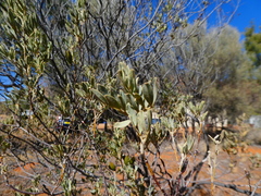 Senna artemisioides helmsii