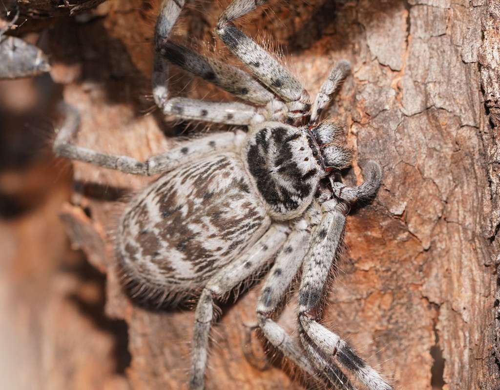 Southern Banded Huntsman
