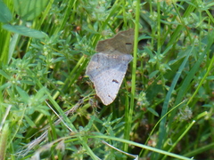 Dissomorphia australiaria