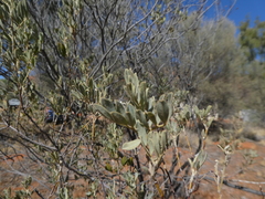 Senna artemisioides helmsii