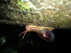 Dyakia rumphii