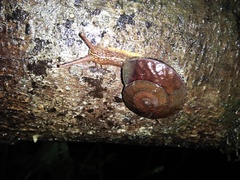 Dyakia rumphii